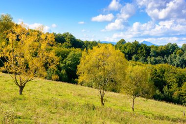 Sonbaharda Karpat Dağları 'nın kırsal kesimindeki tepede bir orman. Volovets bölgesinin harika manzarası. Eylül ayında çimenli çayırların yanında yaprak döken ağaçlar.
