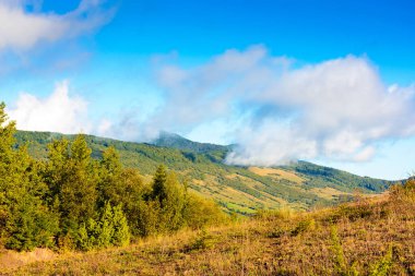 Dağlarda güneşli bir sonbahar günü. Ukrayna kırsalının güzel manzarası. Yamaçtaki orman ve çimenli çayır. Bulutlu mavi gökyüzünün altındaki uzak sırt.