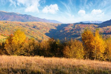 Öğleden sonra sonbahar dağ manzarası. Ukrayna 'nın dağlık kesimlerinde kırsal alanlar ve renkli yaprak döken ağaçlar. Akşam ışığında Transcarpathia 'nın yuvarlanan tepeleri