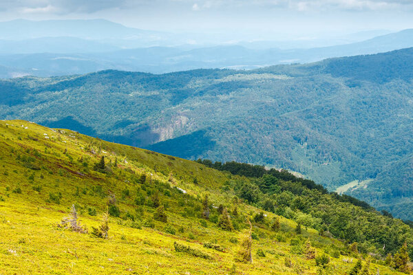 nature scenery with rolling alpine highlands of ukraine in summer. lush meadow on the slope. carpathian mountain landscape with few trees on the grassy hillside in dappled light. remote place
