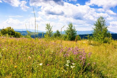 Dağ çayırındaki çiçeklerle birlikte doğa arka planı. Güneşli bir yaz gününde yeşil çimlerin arasında otlarla birlikte çiçek açan Karpatya manzarası. yuvarlanan tepeler ve mavi gökyüzü üzerinde tarlası olan harika bir kırsal manzara.