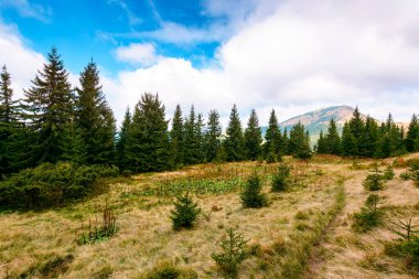 Çayırdaki köknar ağaçları. Mavi gökyüzünün altında yoğun bulutlarla birlikte Ukrayna 'nın Karpat Dağları' ndaki kozalaklı ormanları olan manzaralı bir yer. Avrupa 'nın güzel dağlık manzarası