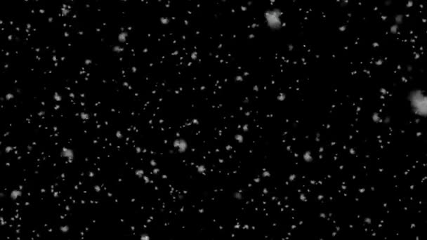 Снігопад Зимовий Сніг Чорному Тлі Випадає Сніг — стокове відео