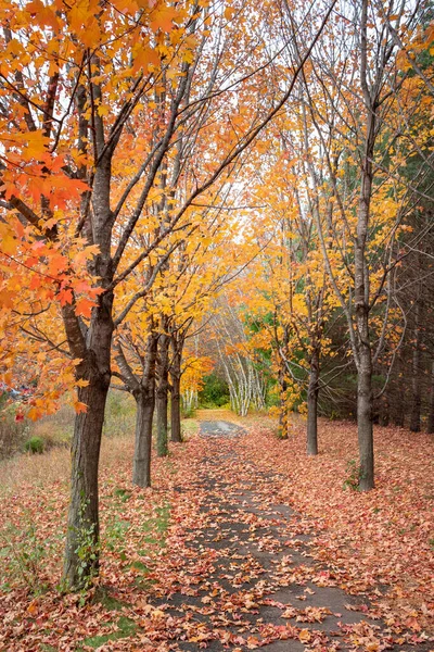 Vidoeiro Ácer Árvores Caminho Outono — Fotografia de Stock