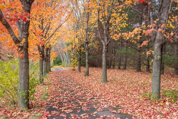 Vidoeiro Ácer Árvores Caminho Outono — Fotografia de Stock