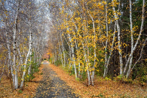 Vidoeiro Álamo Árvores Caminho Outono — Fotografia de Stock