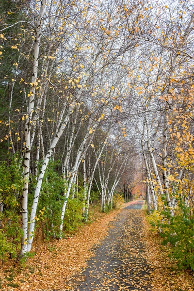 秋の散策路には白樺やアカマツが植えられている — ストック写真