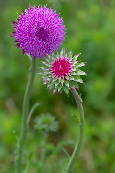 stock image Blooming Musk Thistle flower grouping in green prairie.