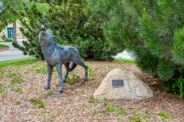 ALBUQUERQUE, NM, ABD - 15 Mayıs 2024: New Mexico Üniversitesi 'nde Ebedi Lobos Heykeli.