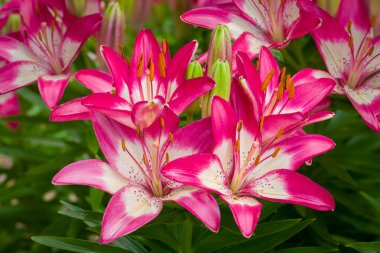 Parlak ışıklandırılmış Asya zambakları çiçek açmış..