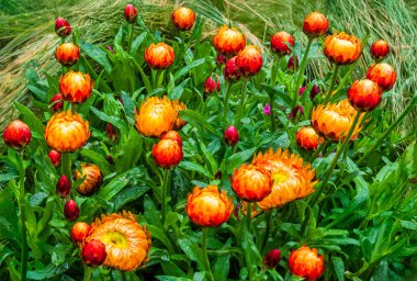 Grouping of orange paper daisy on a rainy day in the garden. clipart