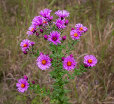 New England Aster blooming with backdrop of a meadow. clipart