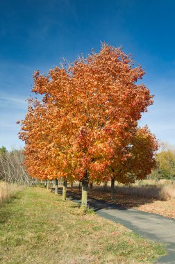 Brilliant orange and red maple trees in Autumn along path. clipart