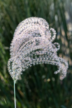 Ornamental Zebra Grass detail with backdrop of blue sky. clipart