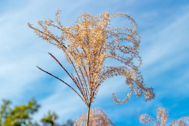 Ornamental Zebra Grass with backdrop of blue sky and clouds. clipart