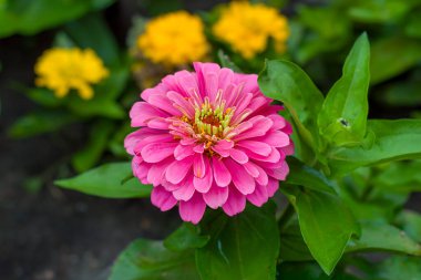 Yaz bahçesinde çiçek açan tek bir zinya çiçeği başı.