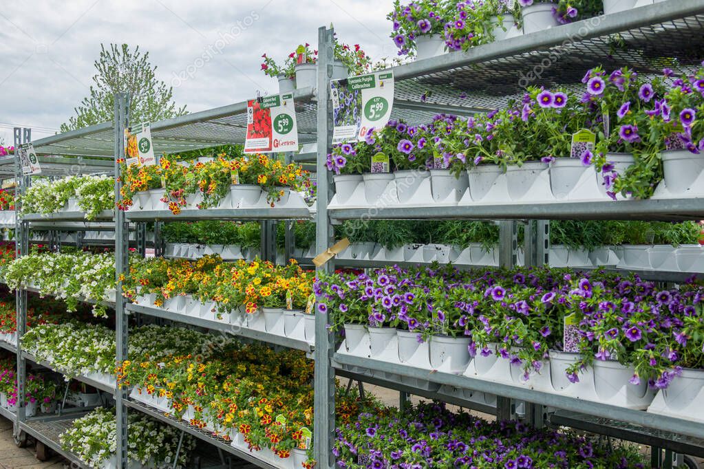 INVER GROVE HEIGHTS, MN, USA, MAY 19, 2025: Rows of annual plants at Gertens Greenhouses and Garden Center.