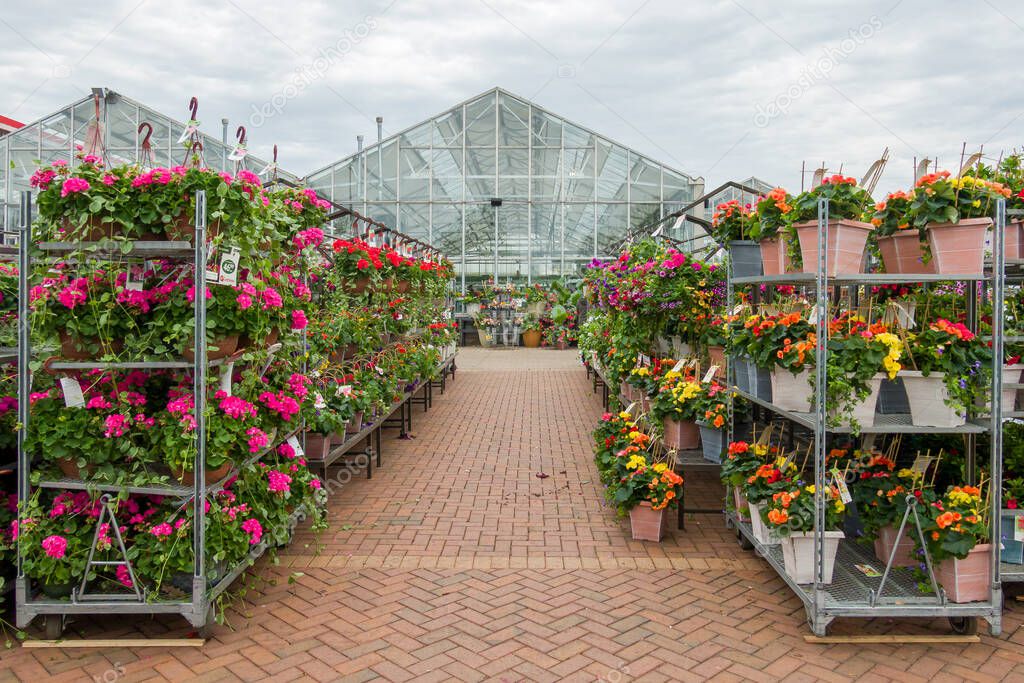 INVER GROVE HEIGHTS, MN, USA, MAY 19, 2025: Rows of annual plants at Gertens Greenhouses and Garden Center.
