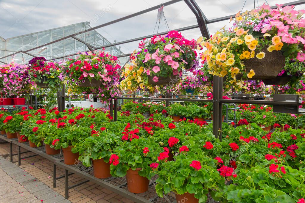 INVER GROVE HEIGHTS, MN, USA, MAY 19, 2025: Rows of annual plants at Gertens Greenhouses and Garden Center.