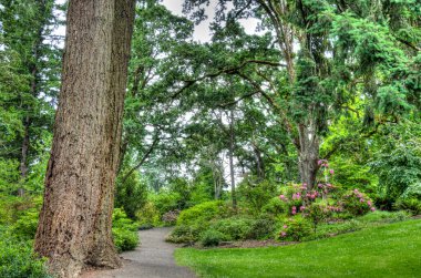 Hendricks Park Yerli Bahçesi Yolu Euguene Oregon