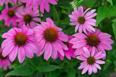 Alacakaranlıkta Mor Konfiçiçiçeklerin toplanması.