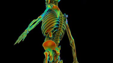 Mavi İnsan Anatomisi 3 boyutlu tarama. Dönen kusursuz döngü. Yüksek kalite 4k görüntü