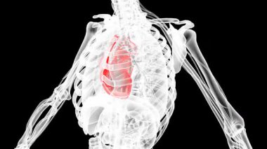 Mavi İnsan Anatomisi 3 boyutlu tarama. Dönen kusursuz döngü. Yüksek kalite 4k görüntü
