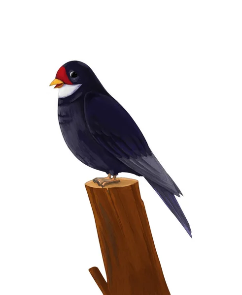 Cucù Degli Uccelli Dei Cartoni Animati Sul Ramo Isolato Illustrazione — Foto Stock