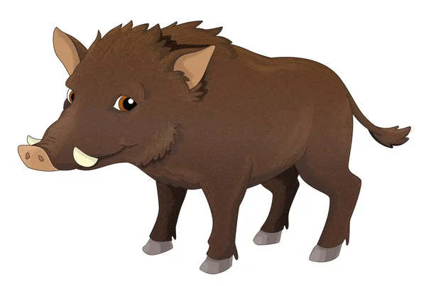子供のための漫画の動物の野生のブタの単離されたイラスト — ストック写真