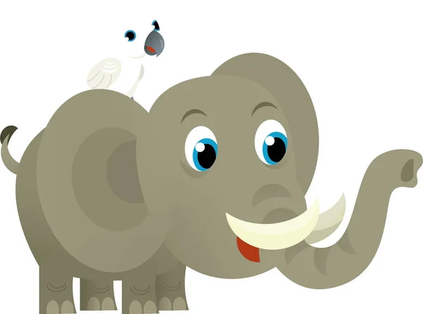 Мультяшна Дика Тварина Щасливий Молодий Слон Папуга Білому Тлі Ілюстрація — стокове фото