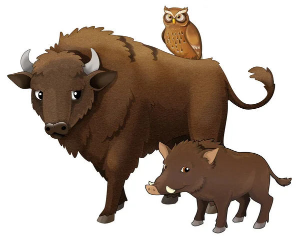 Cartoon wild animal bison aurochs and boar  isolated illustration for kids