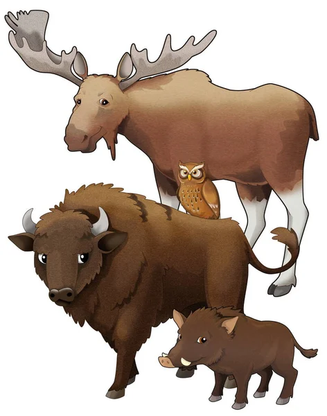 Γελοιογραφία Άγριο Ζώο Βίσωνα Aurochs Και Αγριόχοιρος Απομονωμένη Απεικόνιση Για — Φωτογραφία Αρχείου