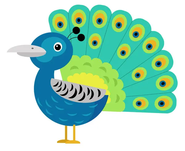 Cartoon asian animal bird peacock isolated illustration for kids