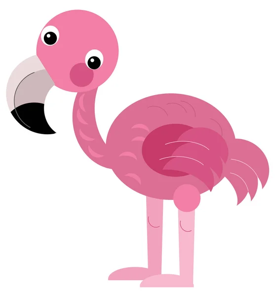 Cartoon animal happy tropical bird flamingo isolated illustration for kids
