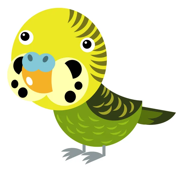 Cartoon Australische Dier Vogel Papegaai Witte Achtergrond Illustratie Voor Kinderen — Stockfoto