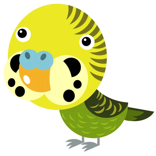 Cartoon Australian Animal Bird Parrot White Background Illustration Kids — Stock Photo, Image