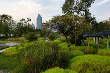 Wild swamp area of the large Benchakitti park in the modern Bangkok center. clipart