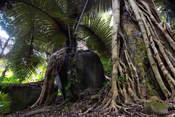 泰国千岛岛丛林里的岩石和树根形成了一个天然的大象形状 — 图库照片