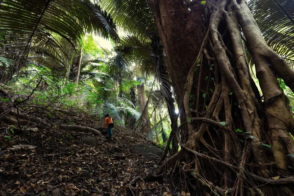 妇女在环绕着巨大无花果树的江岛热带雨林中跋涉 — 图库照片