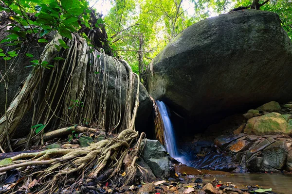 Rotsachtige Jungle Gebied Met Ficus Boomwortels Waterval Chiang Dao Bos — Stockfoto