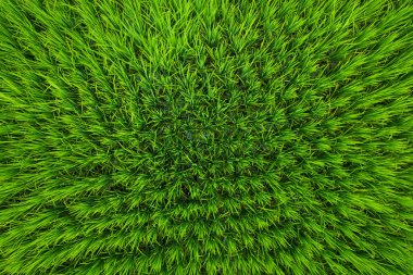 Yukarıdan Asya çeltik tarlasının hava aracı görüntüsü