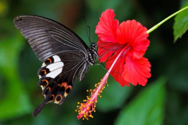 Papilio Helenus Hibiscus çiçeğiyle ilgili