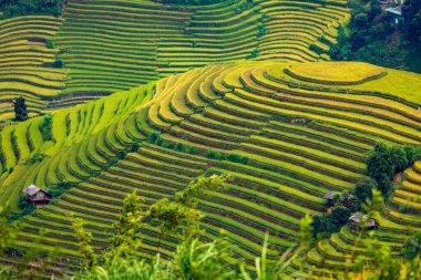 Sapa, Vietnam yakınlarındaki La Pan Tan 'ın pirinç tarlası manzarası.