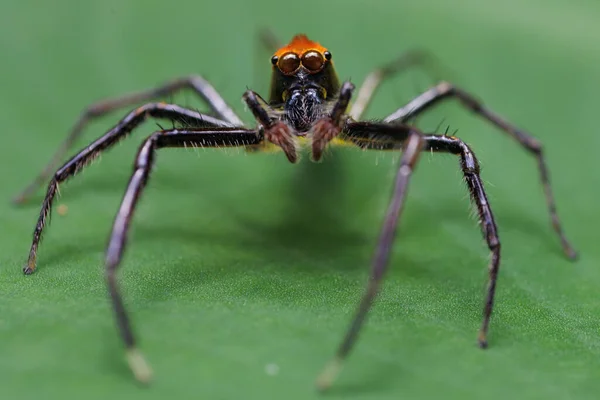 Araignée Sauteuse Epeus Glorius Debout Sur Une Feuille — Photo