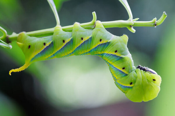 Greater death head hawkmoth caterpillar (Thailand)
