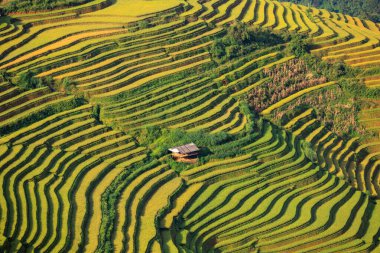 Sapa, Vietnam yakınlarındaki La Pan Tan 'ın pirinç tarlası manzarası.