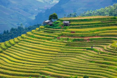 Sapa, Vietnam yakınlarındaki La Pan Tan 'ın pirinç tarlası manzarası.