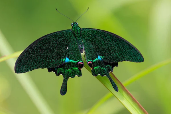 Colorful Papilio Paris Standing Grass Blade — Stock Photo, Image