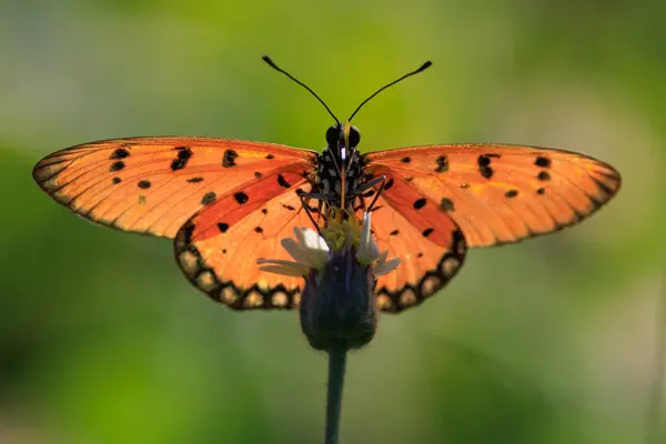 Tawny Coster Acraea Terpsicore Butterfly Flying Standing Tropical Meadow Thailand — ストック写真