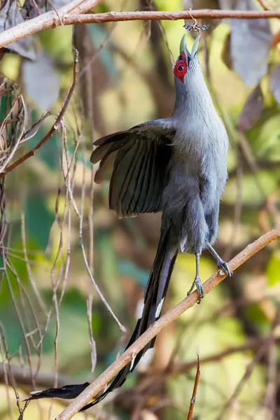Green Billed Malkoha Phaenicophaeus Tristis Perched Branch Eating Moth Thailand Royalty Free Stock Images